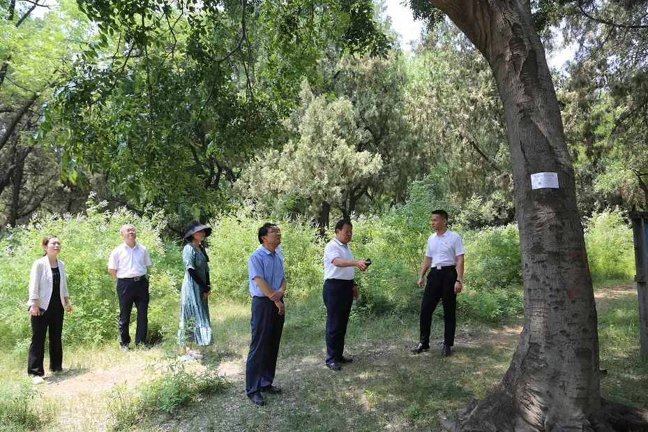 中国孔庙保护协会名誉会长孔令玉赴宁阳文庙、颜子庙考察调研